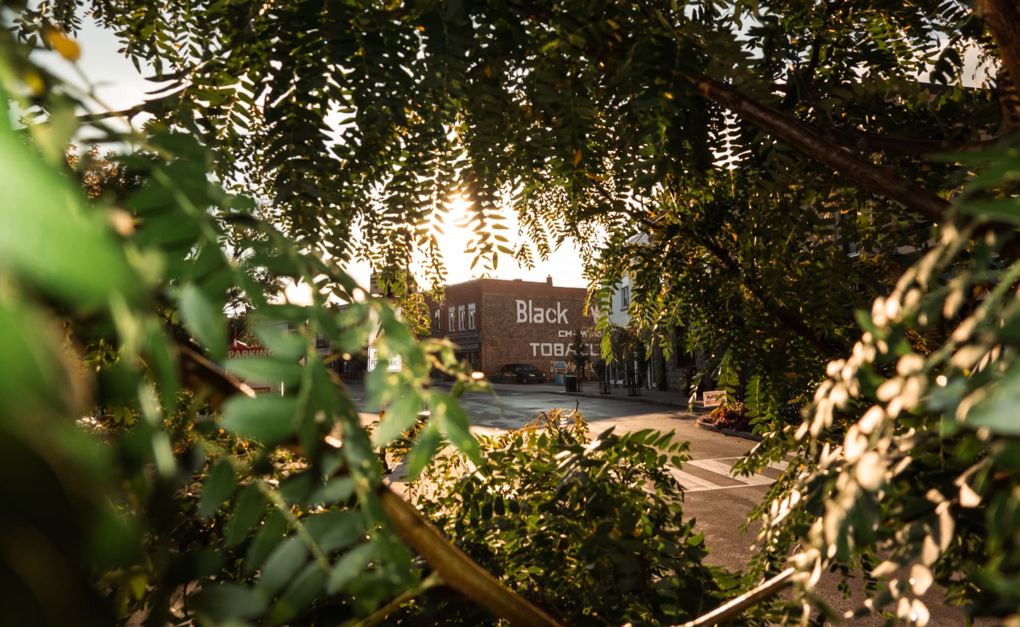 Evening light through the trees downtown