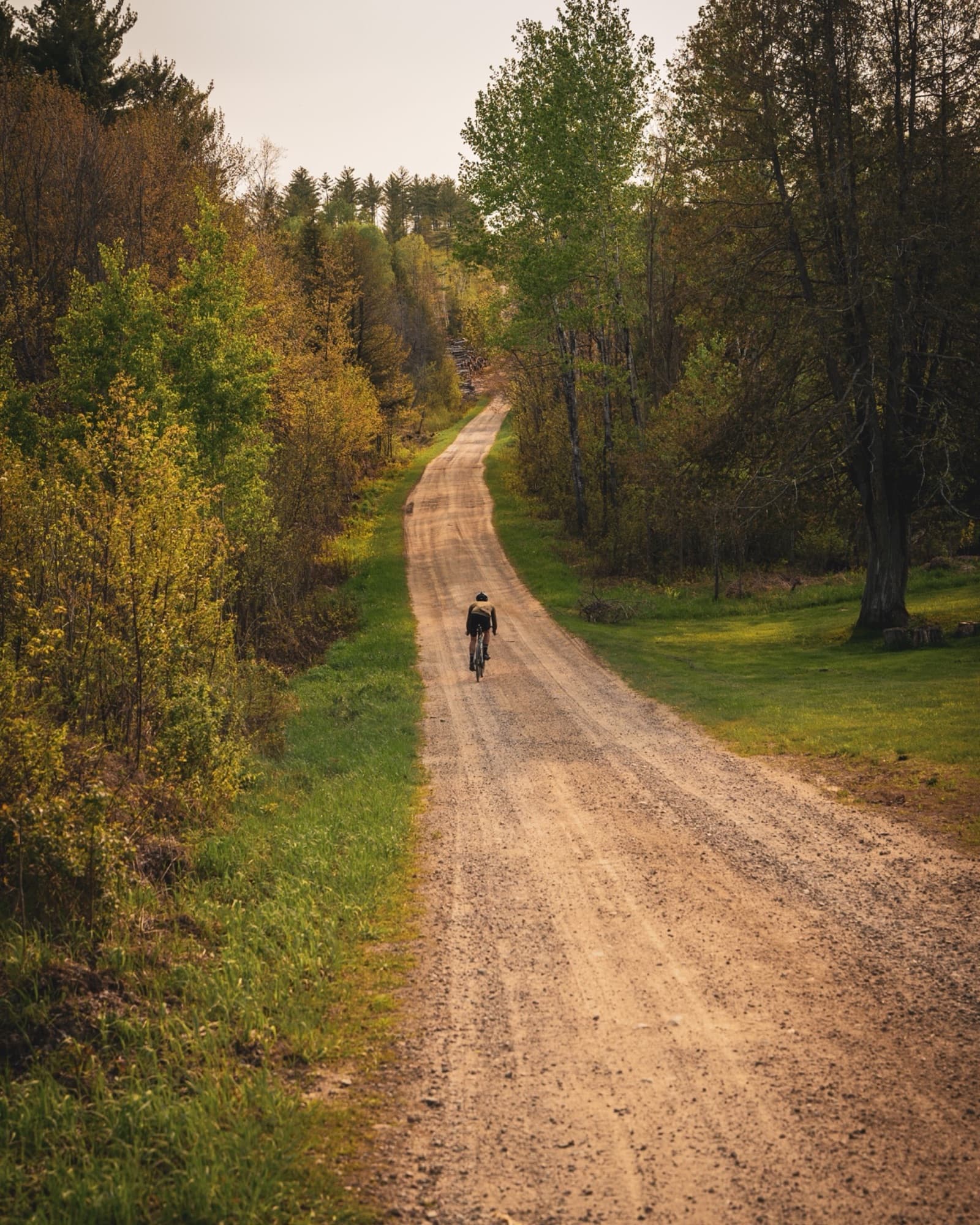 A lone rider on a forest road