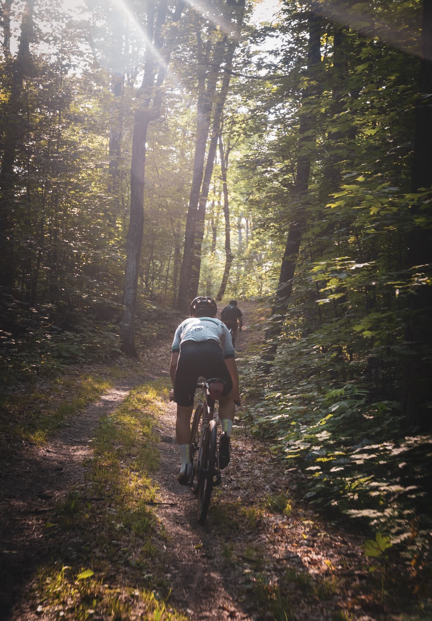 Sunlight through the trees on a forest trail