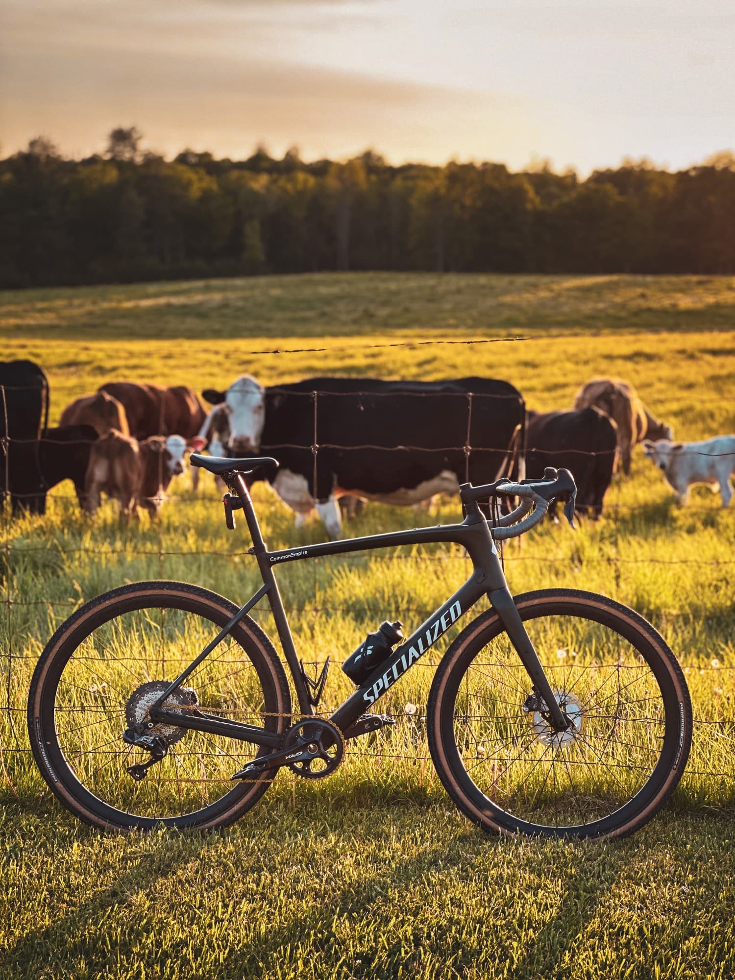 Cows at sunset on a county backroad